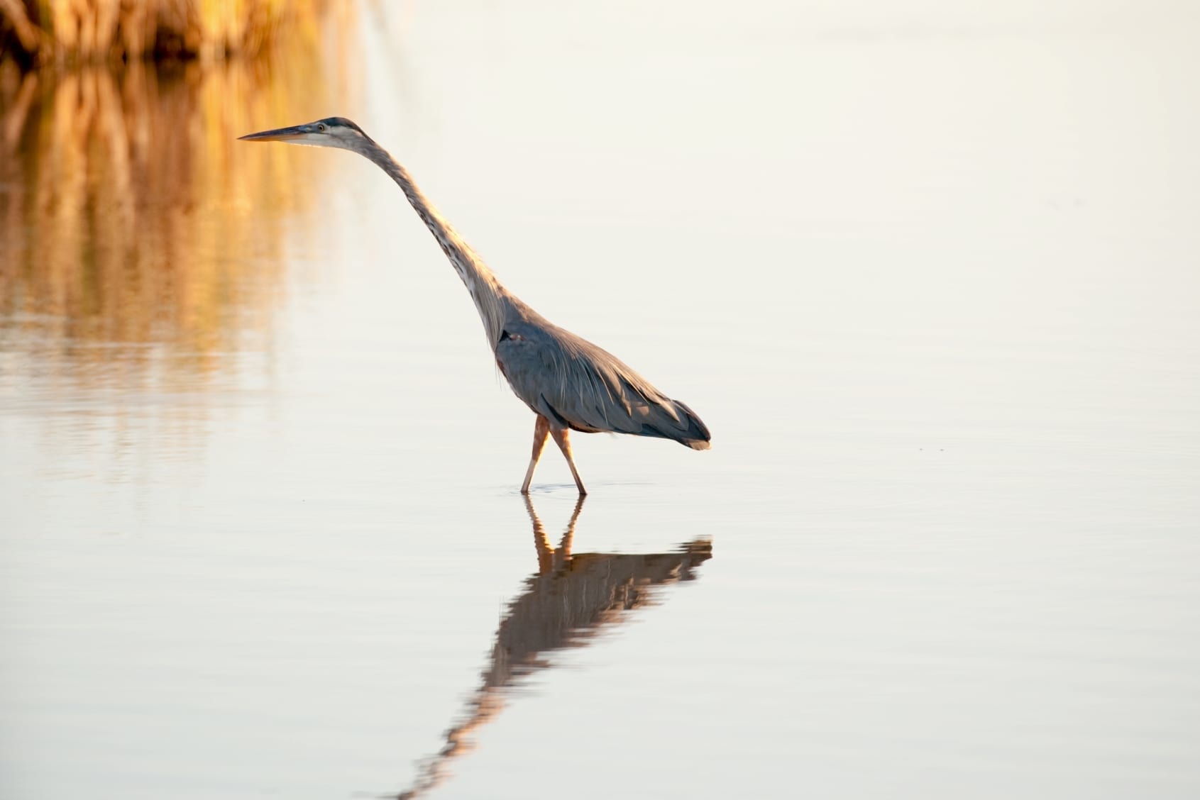Crane walking in water.