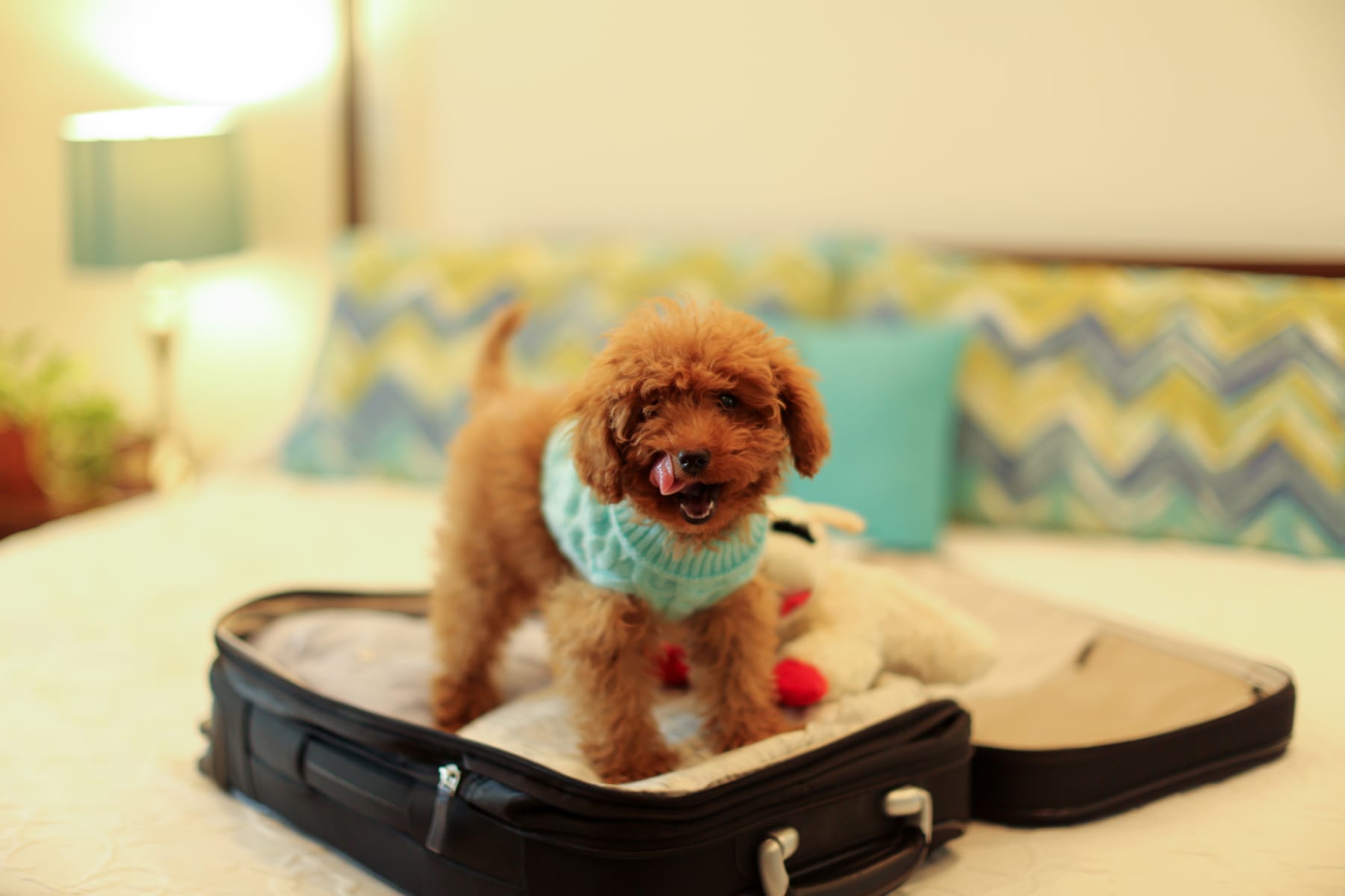 Little dog in an open suitcase on a bed.