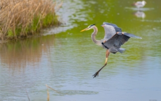 A heron at Eastern Neck National Wildlife Refuge