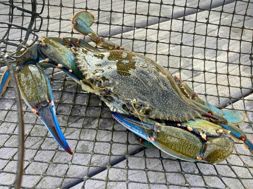 A crab in a net caught crab fishing in Maryland