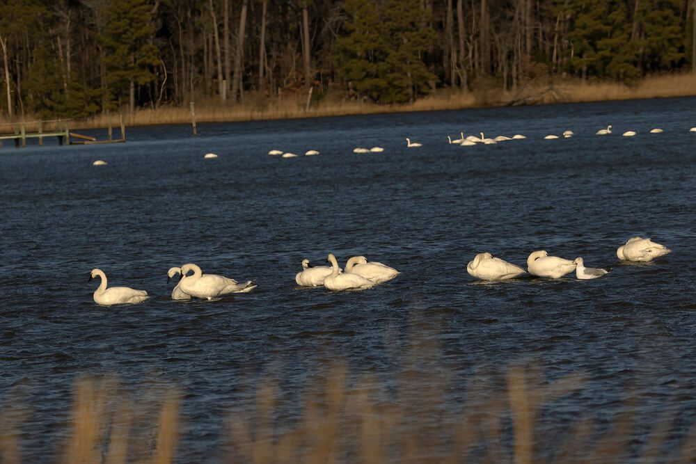 Swans and other nature at a wildlife refuge in Maryland