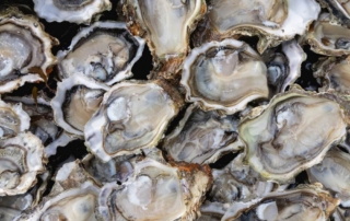 Fresh oysters from the Chesapeake Bay